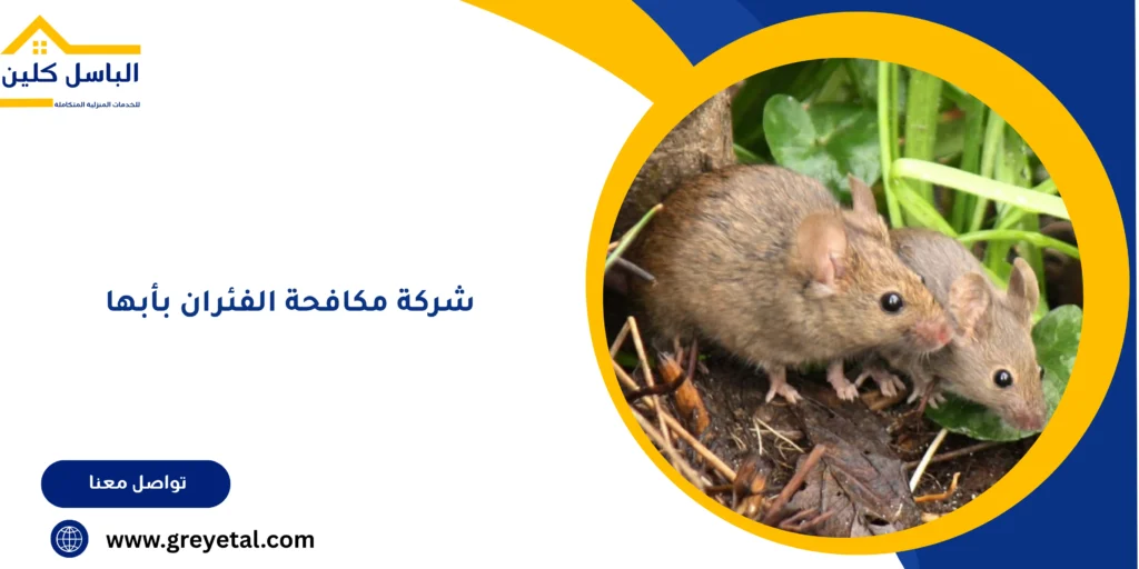 شركة مكافحة الفئران بأبها